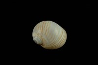 藏品(細紋玉螺)的圖片